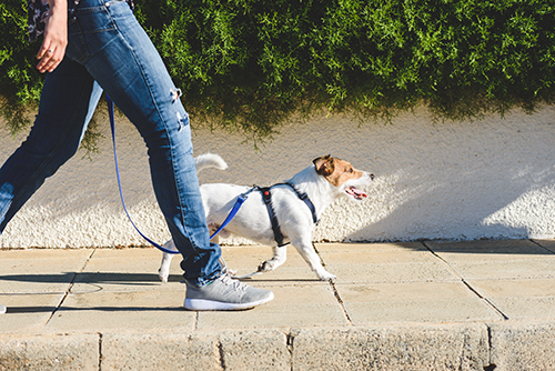 image for Pet Obesity Awareness